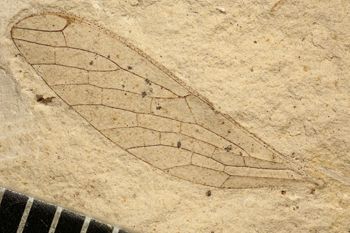 Media type: image;   Entomology PALE-10164